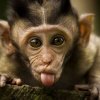 Funny-Baby-Monkey-640x426_400x400.jpg